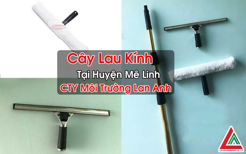 Cây Lau Kính Tại Huyện Mê Linh